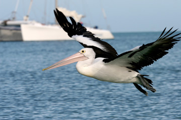 Fototapeta na wymiar Pelican, Monkey Mia plaża, Australia Zachodnia