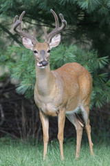 Naklejka na ściany i meble White-tailed Deer Buck (Odocoileus virginianus)