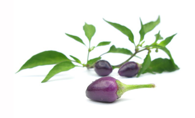 Small hot violet pepper with leaves