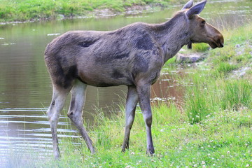 Elch im Wasser