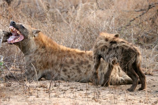 Fototapeta Spotted hyena mother and cub, Kruger National Park, South Africa