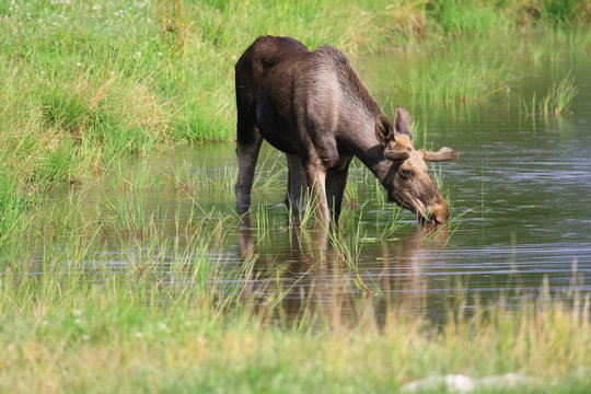 Elch im Wasser