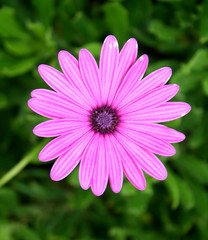 Obraz premium rosa Blume