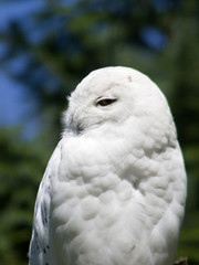 Schnee-Eule
