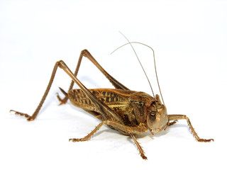 locust