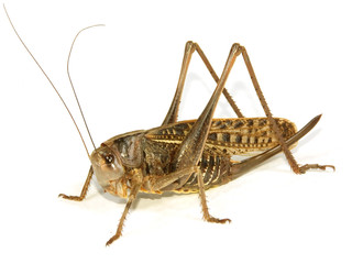 Fototapeta premium locust