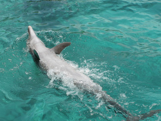 Obraz premium Playful dolphin.