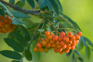 Ashberry Bunch