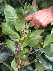 Coffee plant detail