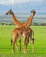Papier Peint photo Vert-citron Deux girafes dans le parc national du Serengeti