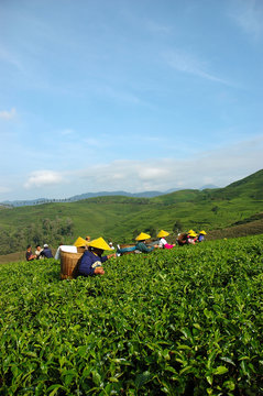 tea plantation