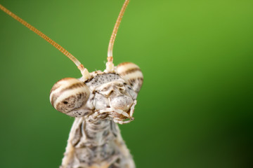 Praying Mantis Portrait
