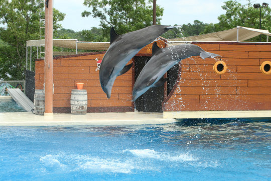 Two dolphins juping through the air