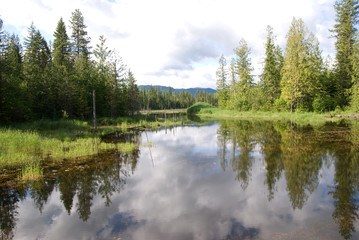 Fototapeta na wymiar Drzewa odzwierciedlających w jeziorze górskim