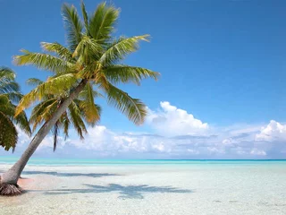 Foto op Plexiglas Bahama& 39 s kokospalm op strand Turkse eilanden © foxytoul