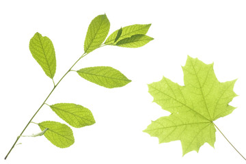 Leaves isolated on white background