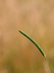 blühendes Gras