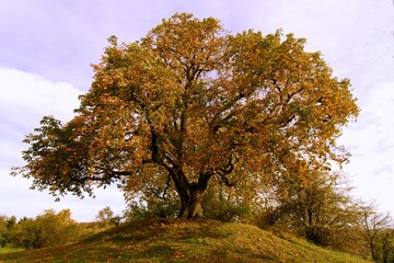 Kastanienbaum