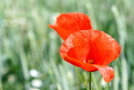Kltschmohn im Getreidefeld