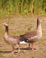Two alert greyleg geese