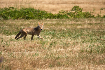 Red fox on the prowl