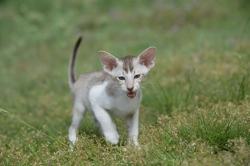 chat bombay de face et pas trés content