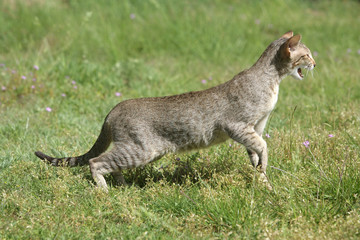 bengal partant à l'aventure