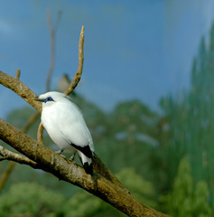 White Bird