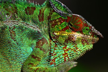 Caméléon