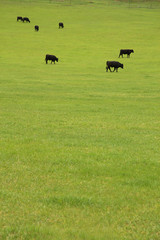 Obraz na płótnie Canvas Beef Cattle in Pasture