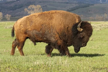 Zelfklevend Fotobehang A Wild America Bison © Lee Prince