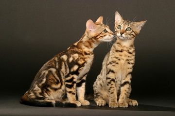 discussion entre deux bengals