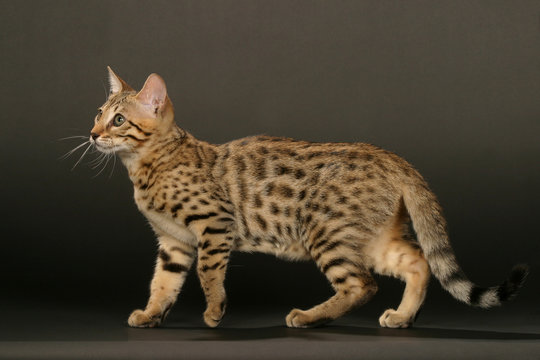 434 Best Poil Ras Images Stock Photos Vectors Adobe Stock