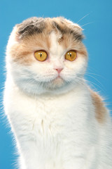 Fototapeta premium portrait d'un chat scottish