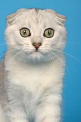 gros plan d'un scottish fold glacial