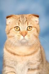 tête de chat scottish fold