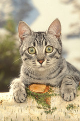 chat mau egyptien appuyé sur un tronc