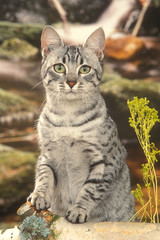 chat mau egyptien appuyé sur un tronc