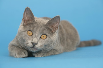 chartreux