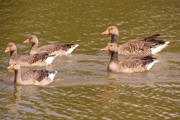 A family of greylag geese