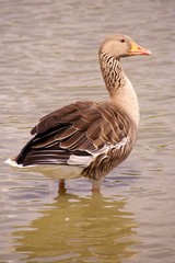 A greylag goose standing in the water