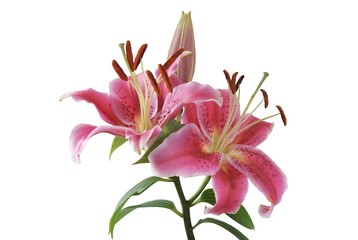 pink flowers of lily