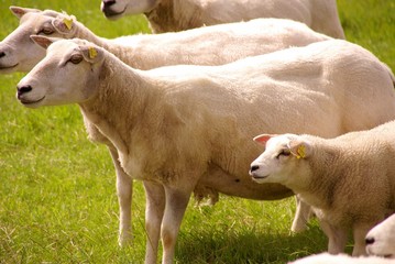 Anxious sheep with a grown up lamb