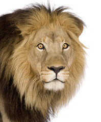 Close-up on a Lion's head (4 and a half years) - Panthera leo
