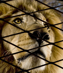 Lion (4 and a half years) - Panthera leo