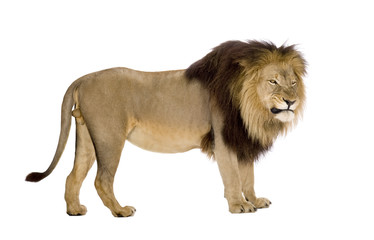 Fototapeta premium Lion (4 and a half years) - Panthera leo