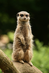 Meerkat standing guard