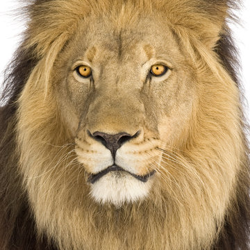 Close-up on a Lion's head (8 years) - Panthera leo