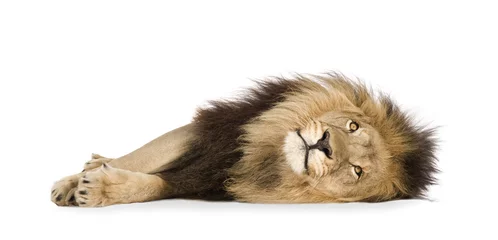 Cercles muraux Lion Lion (4 ans et demi) - Panthera leo