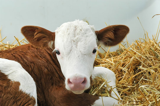 Kleines Kalb im Stroh